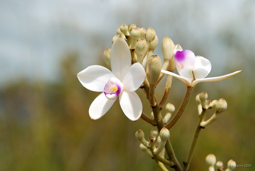 10.90- Une orchidee sauvage.JPG